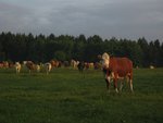 Krávy se bojí víc než fotograf [Author: Pavel Mašín]